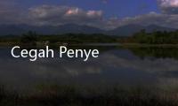 Cegah Penyebaran Rabies di NTT, Kementan Kirim Bantuan Vaksin